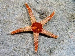 starfish1.jpeg